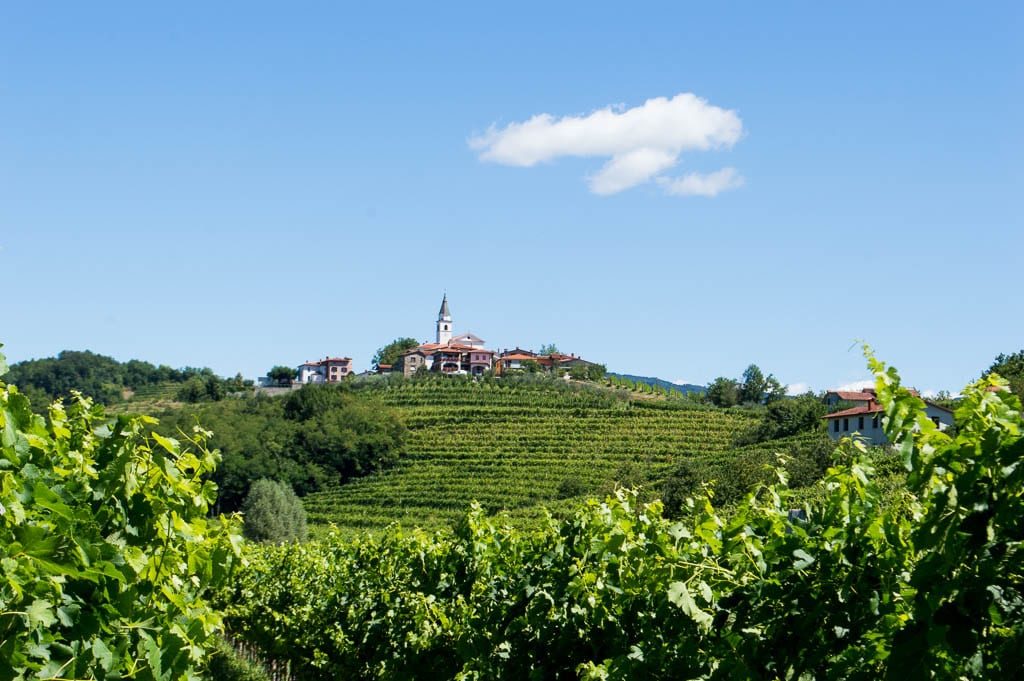 Brda Wijnstreek in Slovenië
