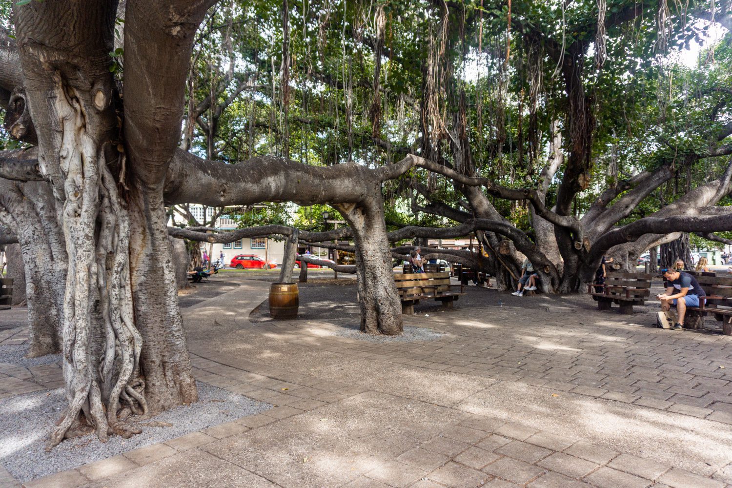 Maui banyan tree court park lahaina