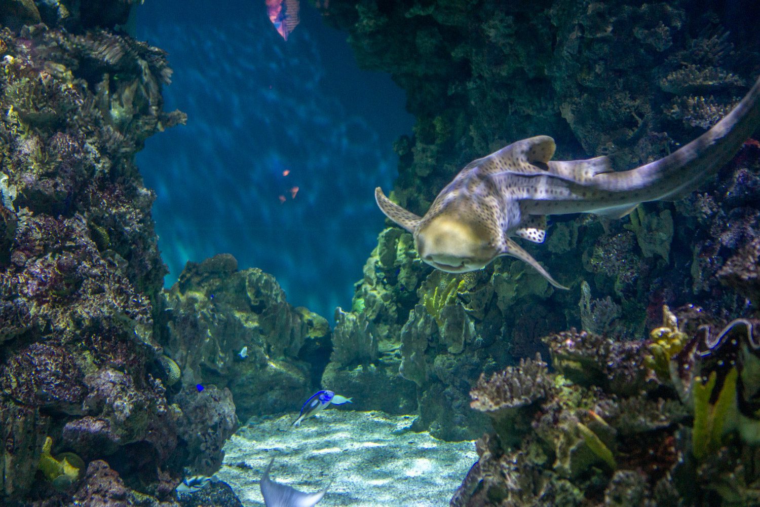 Doen in Barcelona - aquarium