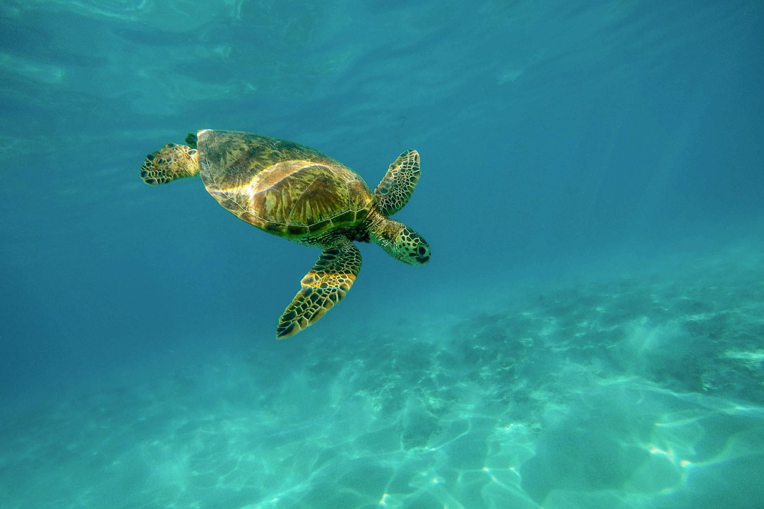 Bezienswaardigheden Yucatán Mexico - Akumal zeeschildpadden