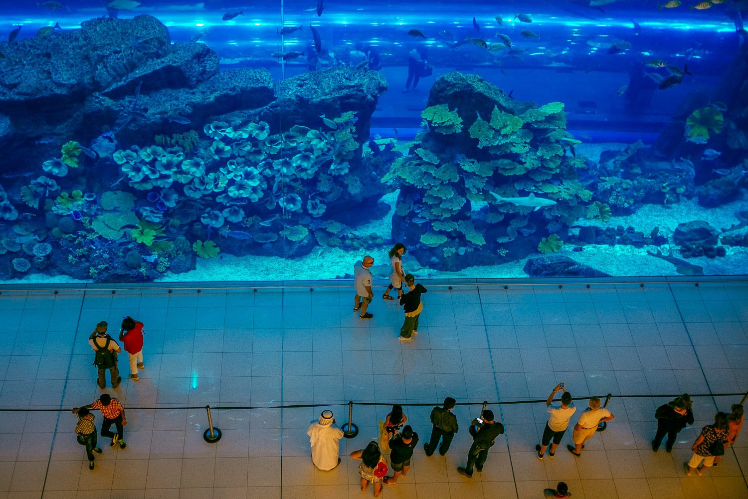 Doen in Dubai - Dubai Aquarium