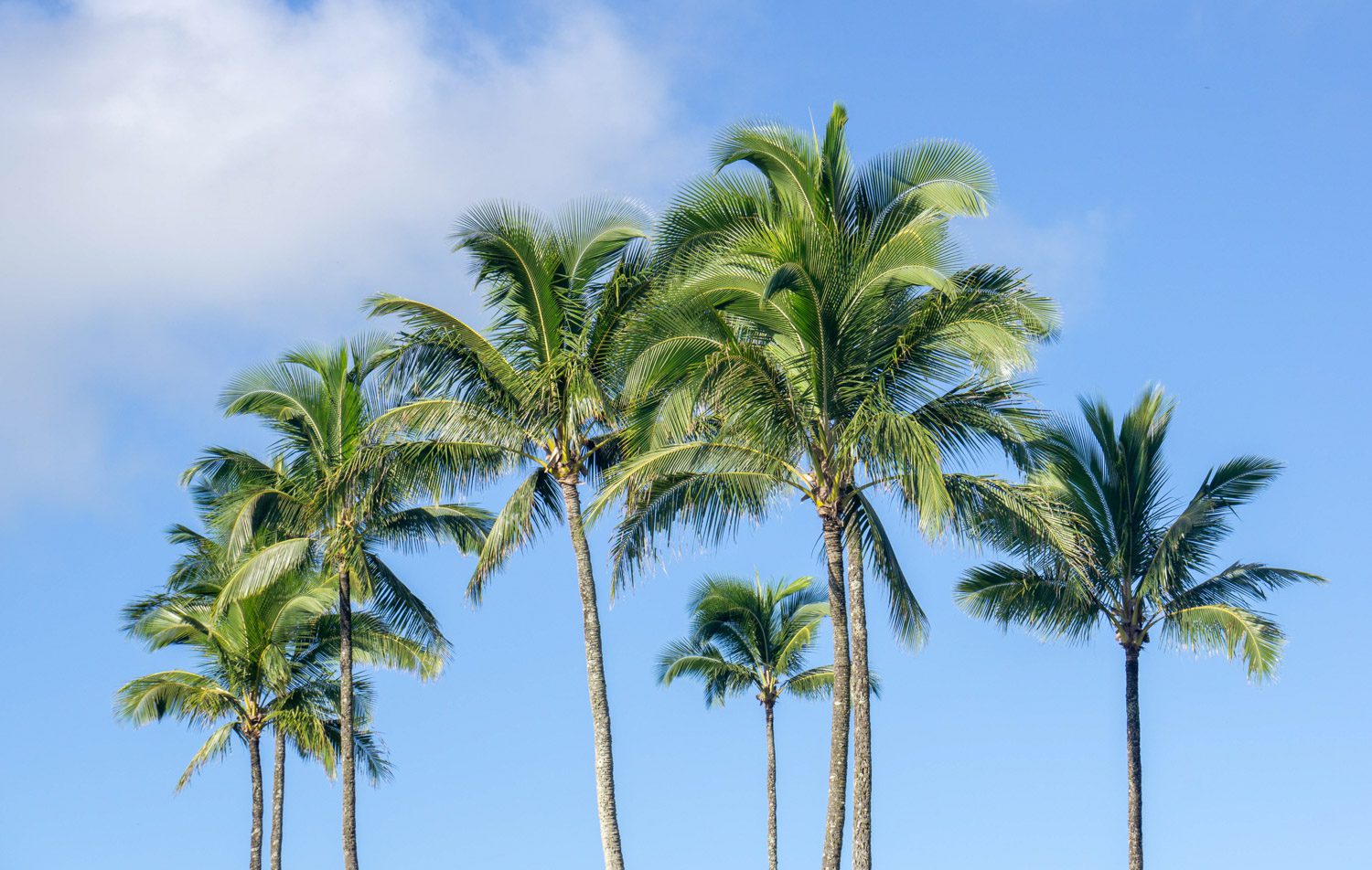 Rondreis Hawaii - palmbomen