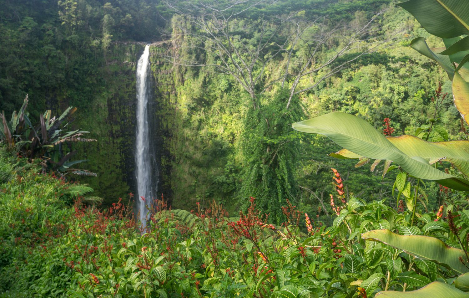 Rondreis Hawaii - Akaka Falls