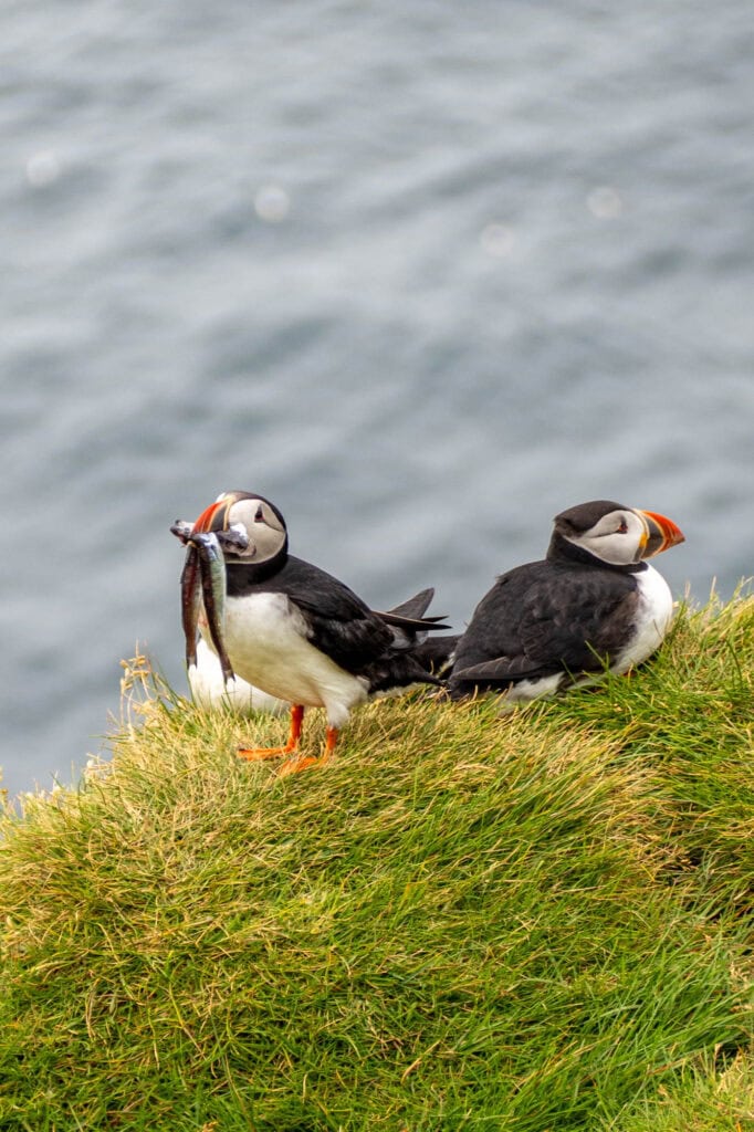 Doen in Reykjavik - Dagtrip Vestmannaeyjar