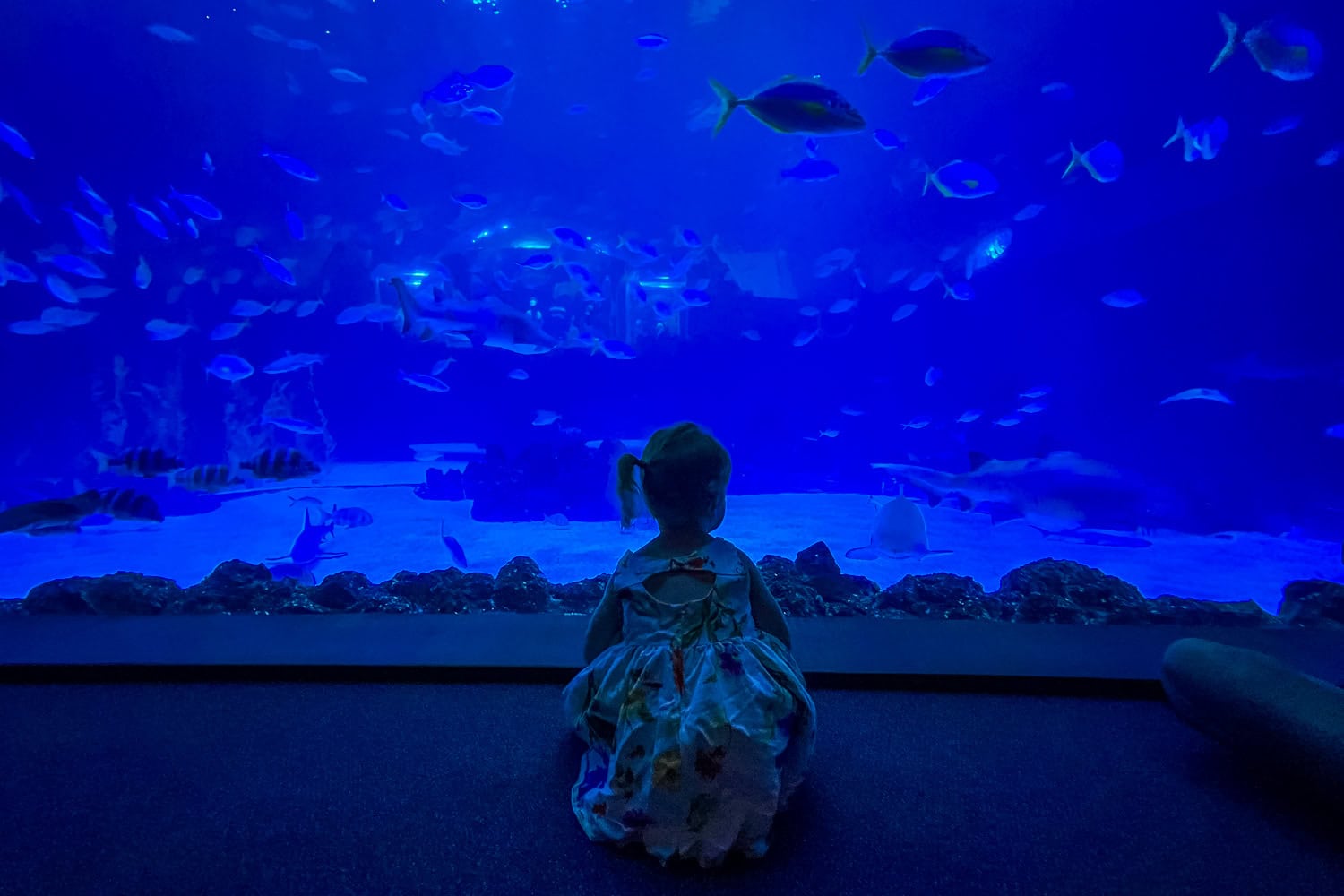 Doen in Palma de Mallorca - Aquarium