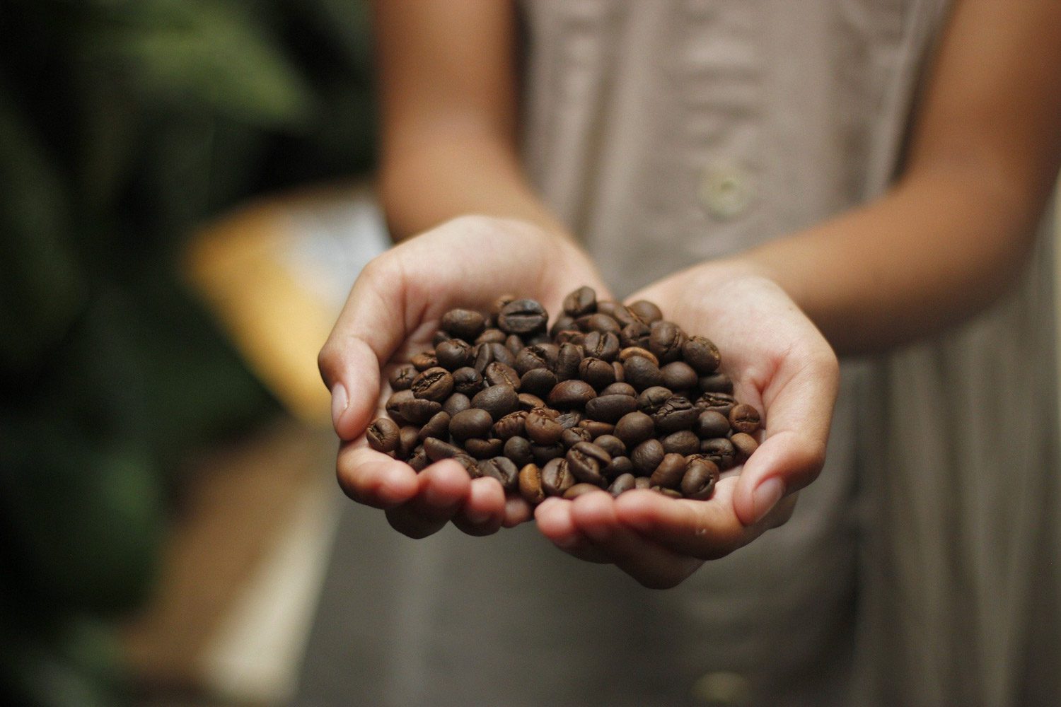 Doen in Gran Canaria - koffieplantage