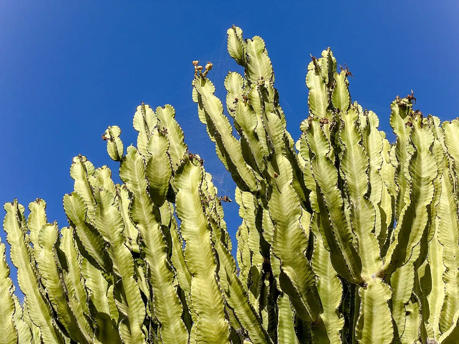 Gran Canaria - cactussen