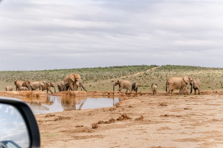 Addo Elephant Park In Zuid Afrika Bezoeken Alle Tips 3251