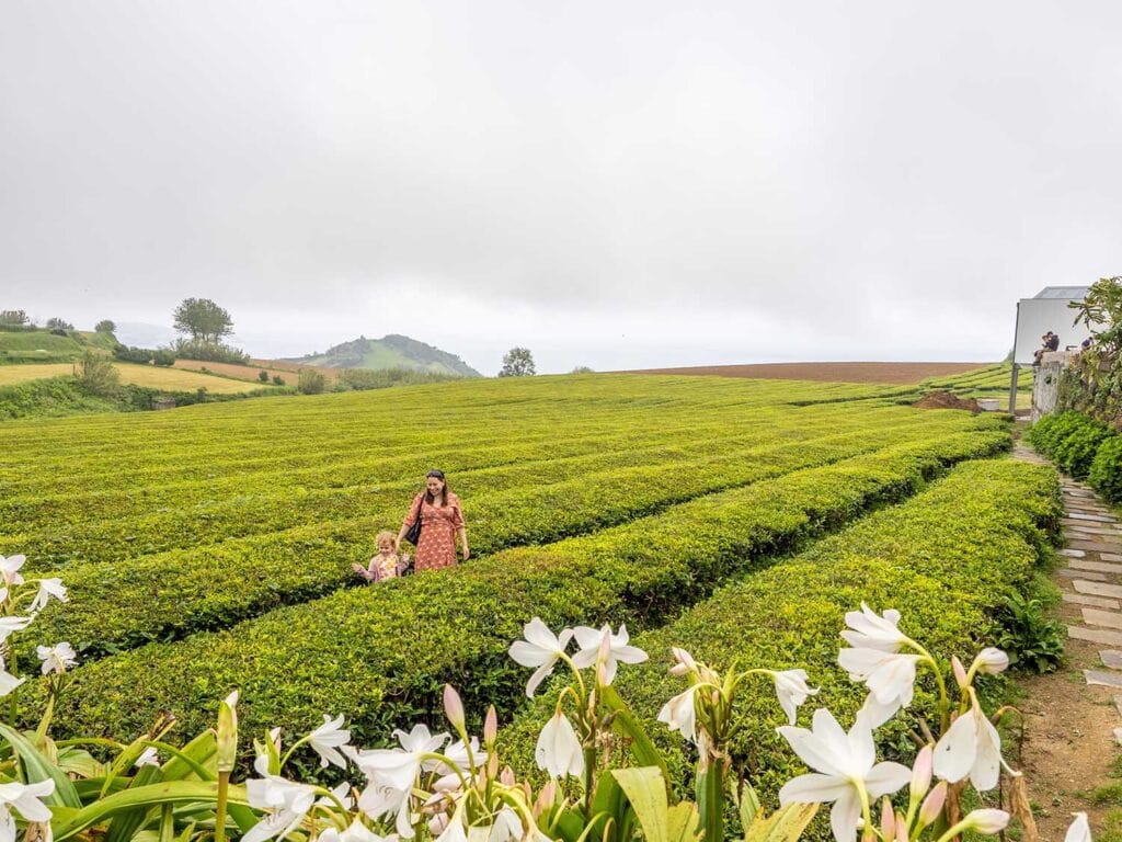 Drinken op de Azoren - theevelden