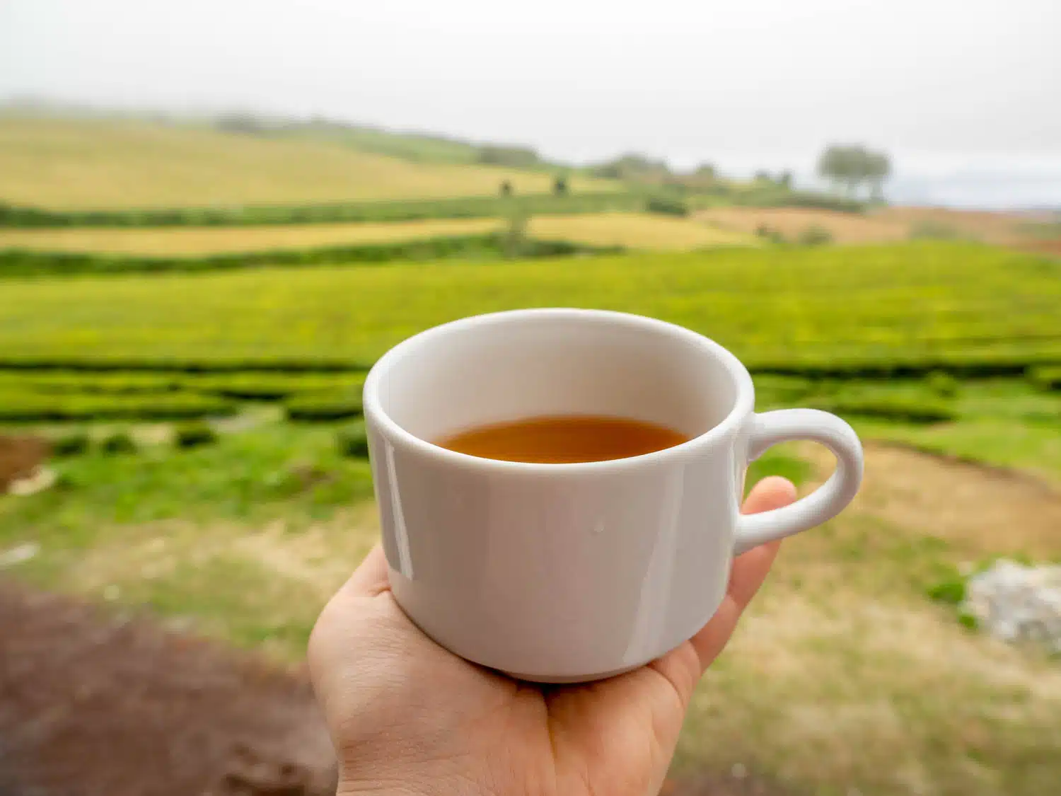 Eten en drinken op de Azoren - thee
