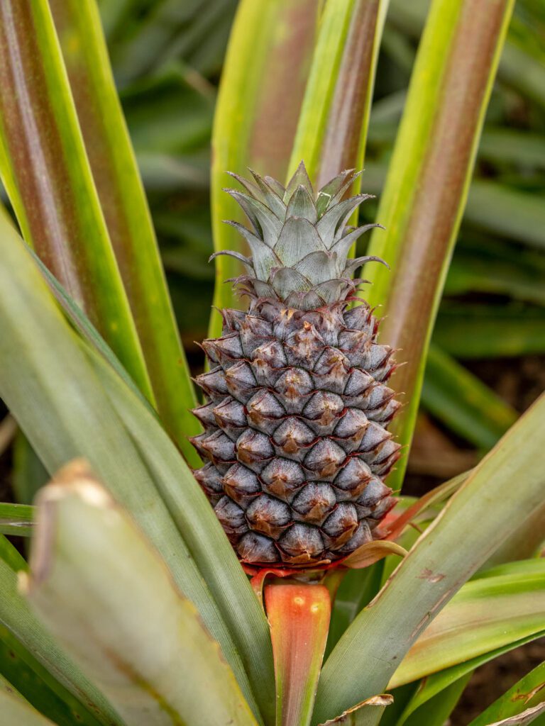 Doen op São Miguel, Azoren - Ananasplantage