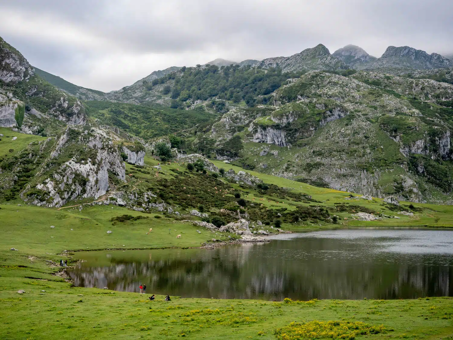 Lagos de Covadonga - Lago de La Ercina