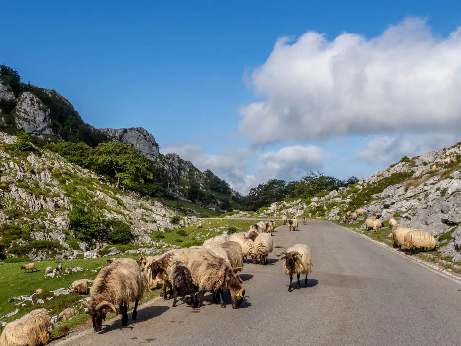 Lagos de Covadonga - Schapen op de weg