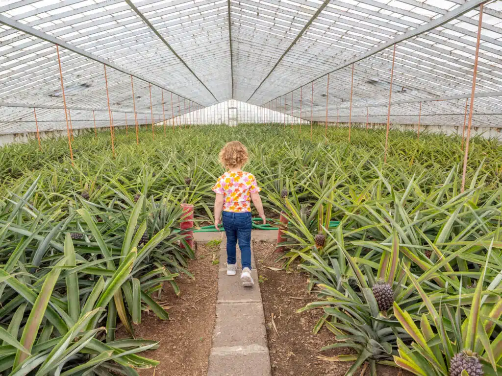 Azoren met kinderen - Ananasplantage bezoeken