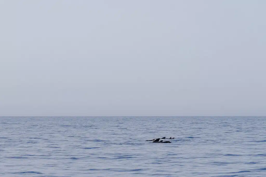 Walvissen op Tenerife