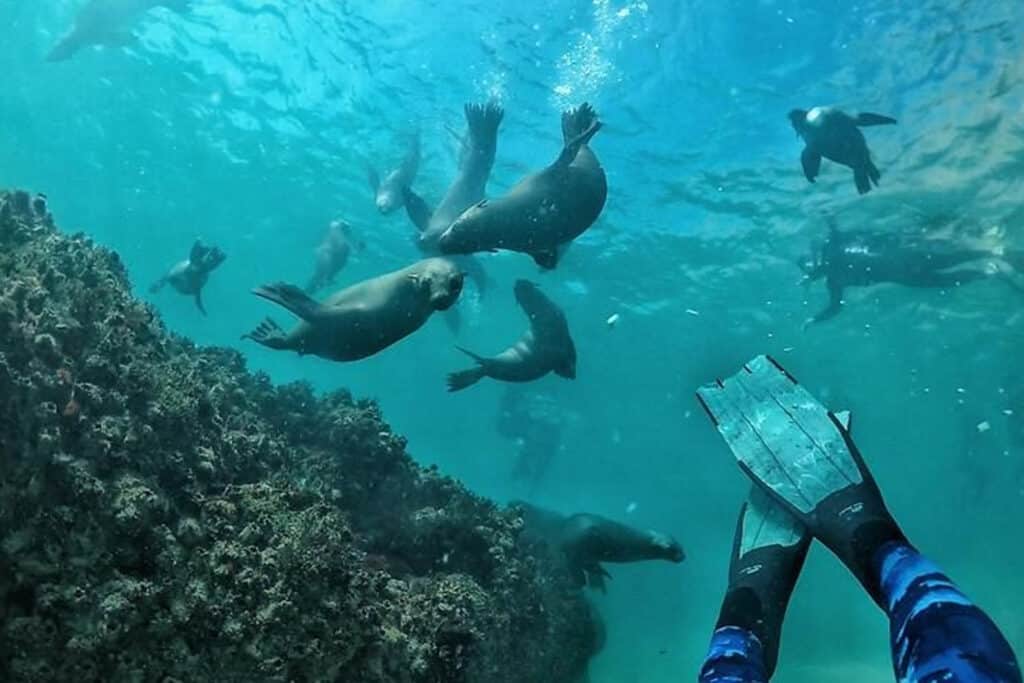 Zwemmen met zeehonden in Plettenberg Bay