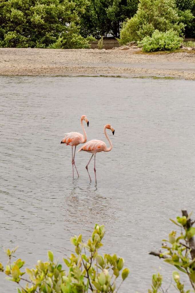 Flamingo's op Curacao