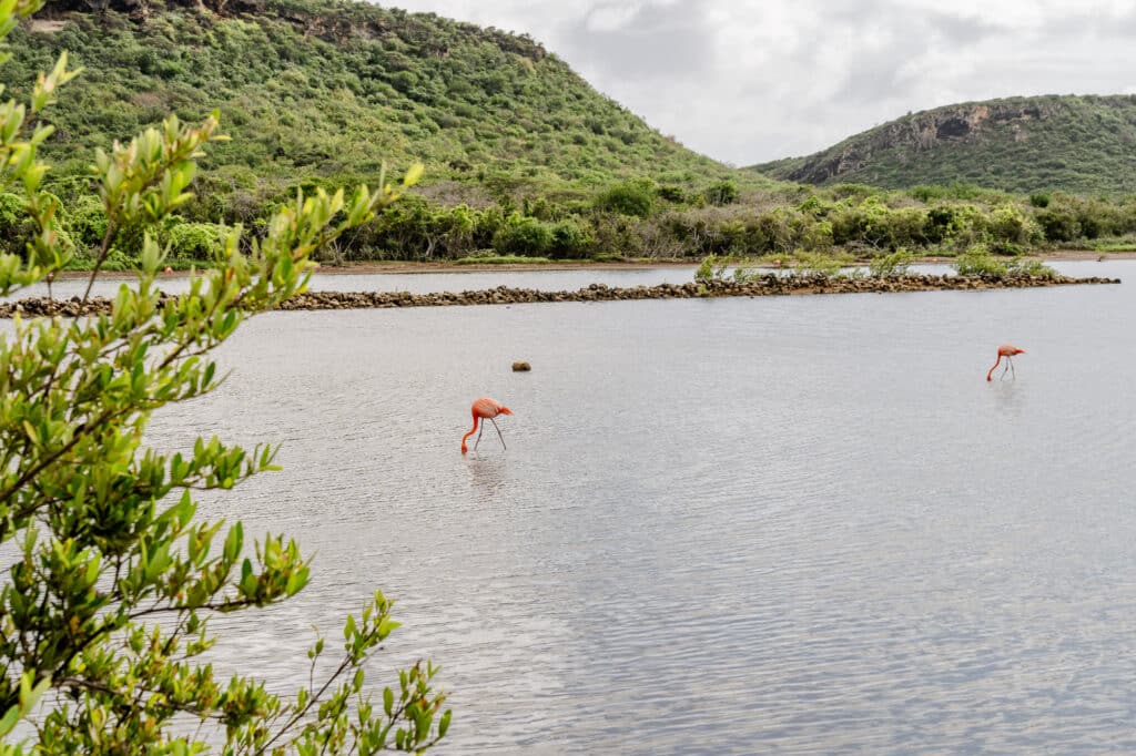 Flamingo's op Curacao