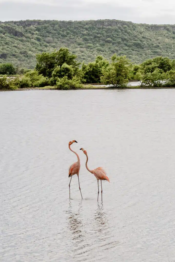 Flamingo's op Curacao