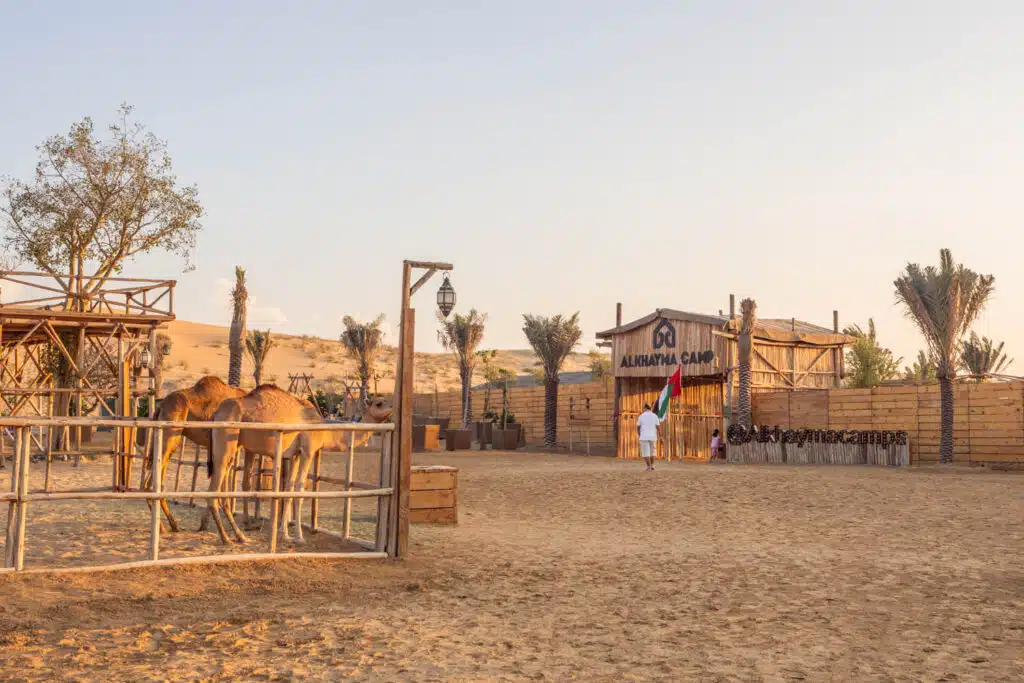 Woestijnsafari in Dubai: onze tips en ervaring