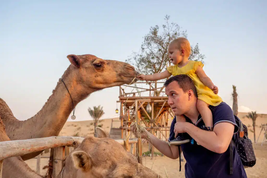 Dubai kamelen