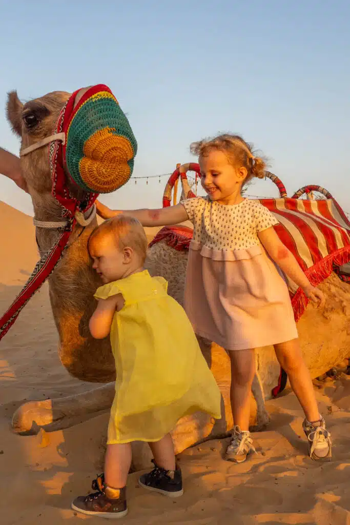 Dubai kamelen
