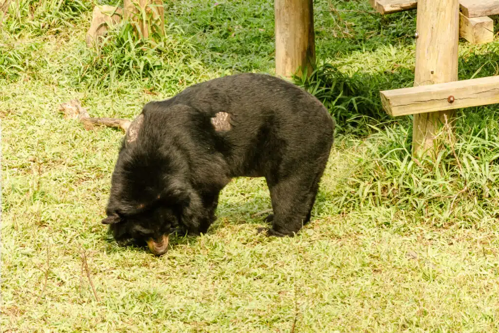 Ninh Binh Bear Sanctuary