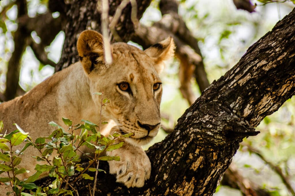 Leeuw in Tanzania