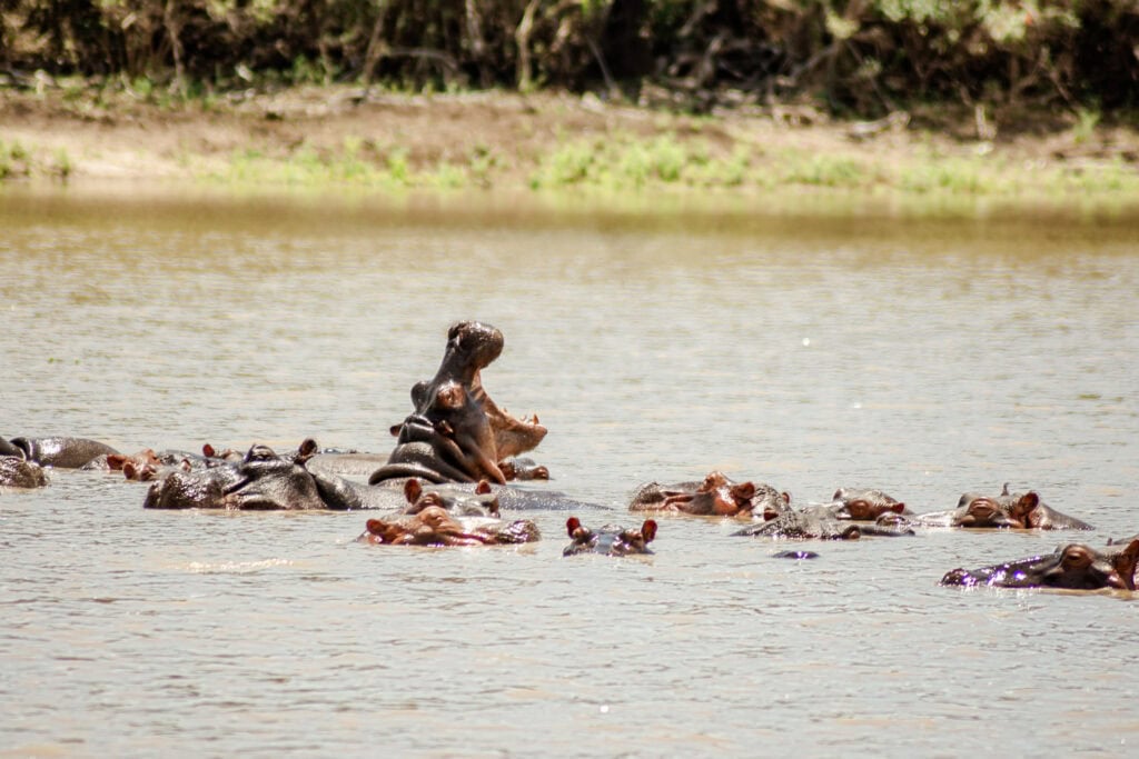 Nijlpaard Tanzania