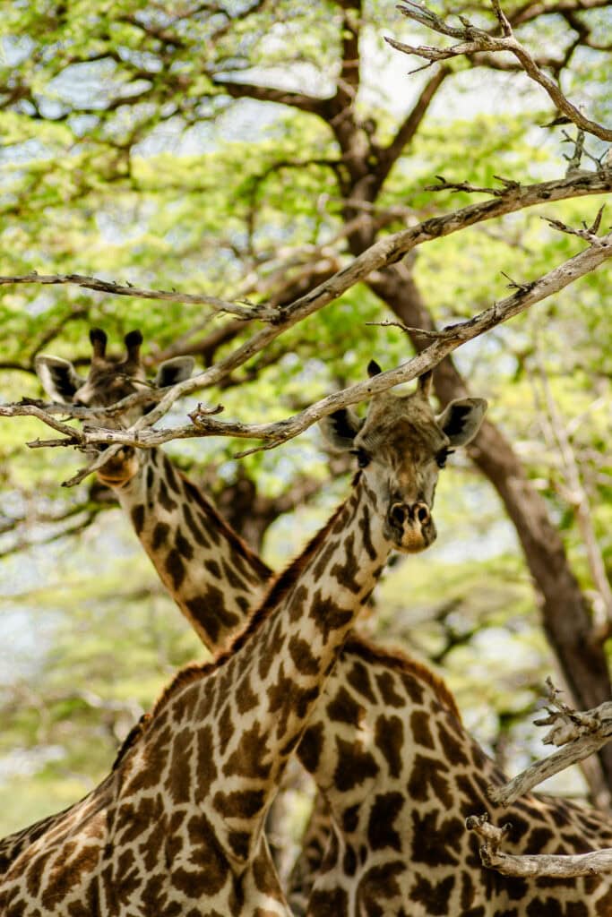 Giraffen in Nyerere