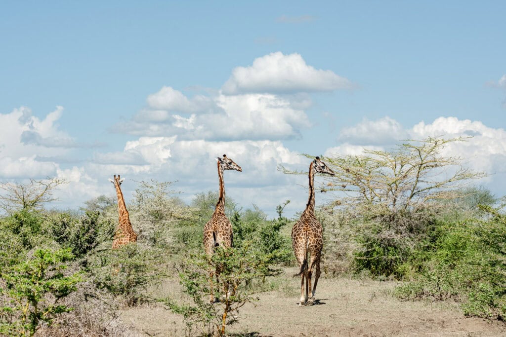 Safari in Tanzania