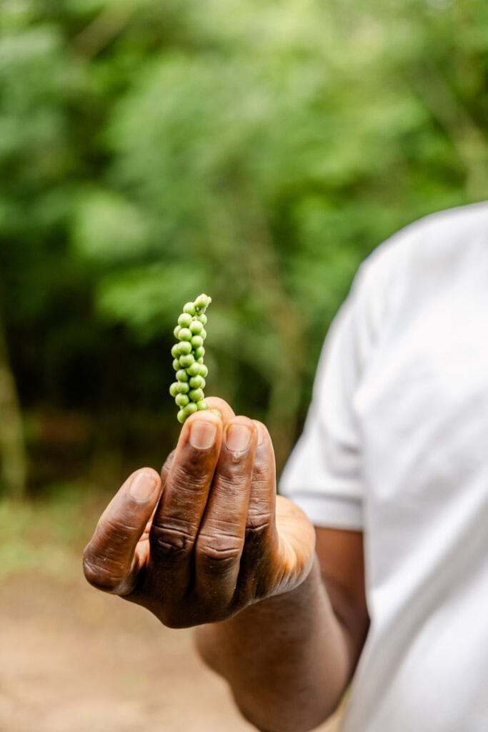 Spice Farm Zanzibar