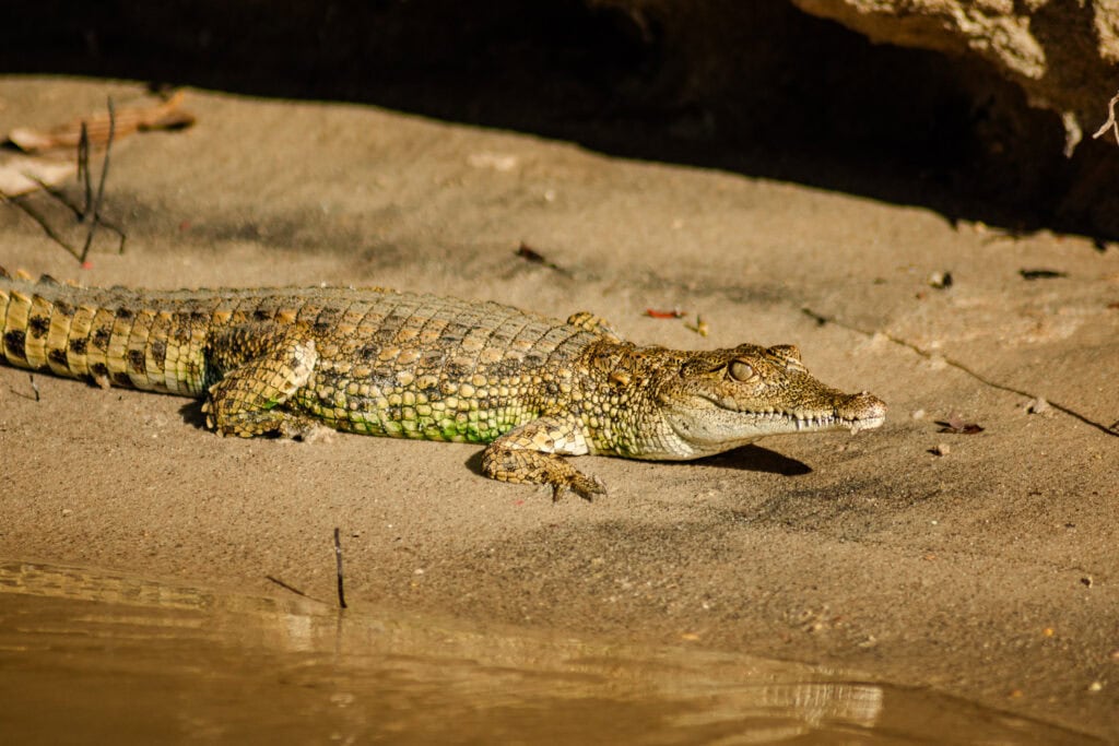 Watersafari in Tanzania