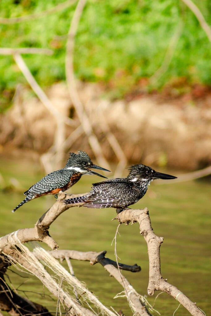 IJsvogels in Tanzania