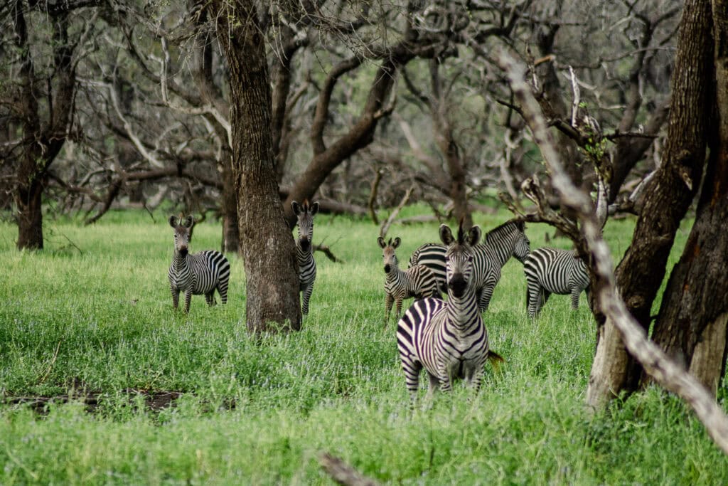 Zebra's in Tanzania