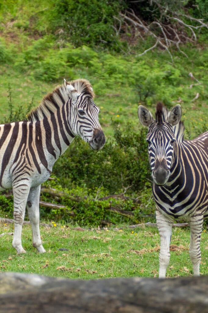 Botlierskop Zuid-Afrika - Game Drive