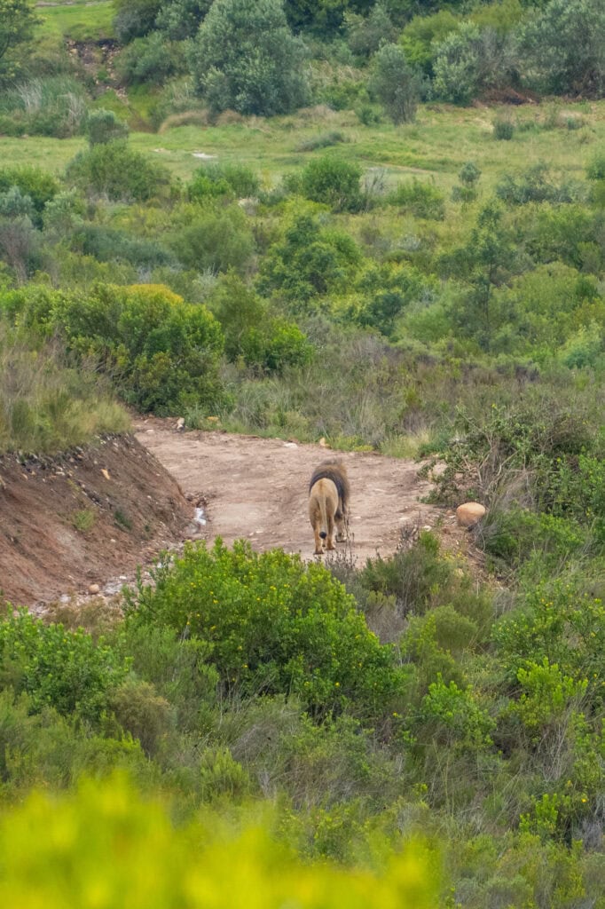 Botlierskop Zuid-Afrika - Guided Game Drive