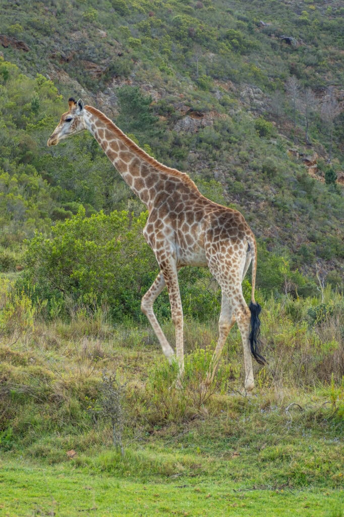 Ervaring safari in Botlierskop Zuid-Afrika