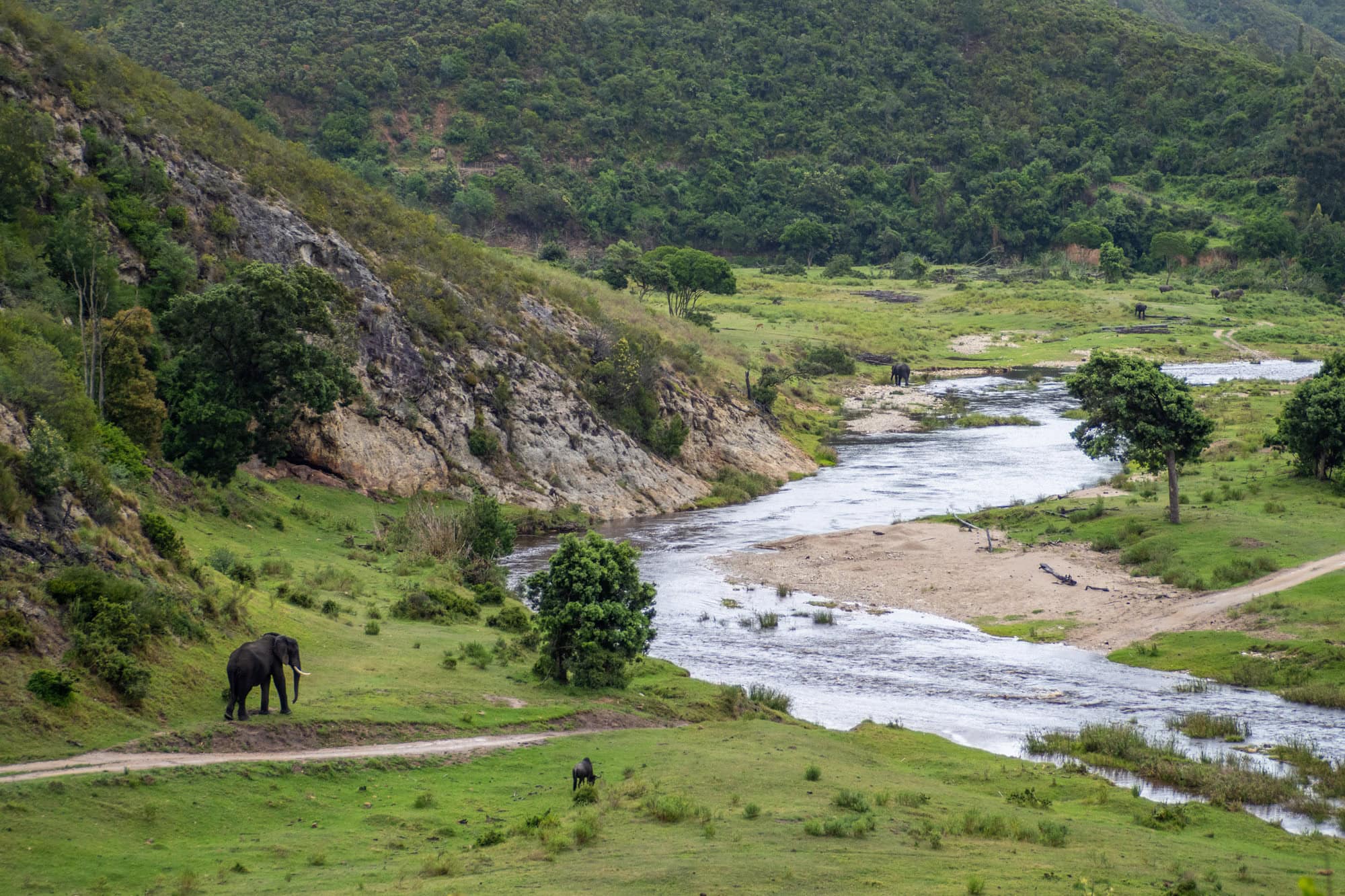 Olifanten op safari in Botlierskop Zuid-Afrika