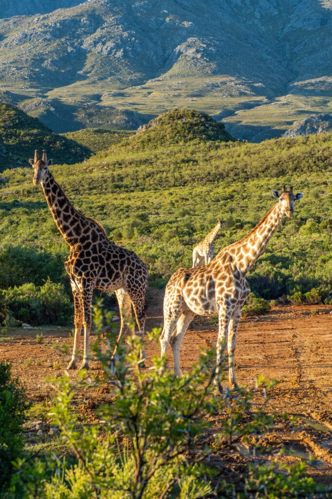 Swartberg Private Game Reserve in Zuid-Afrika