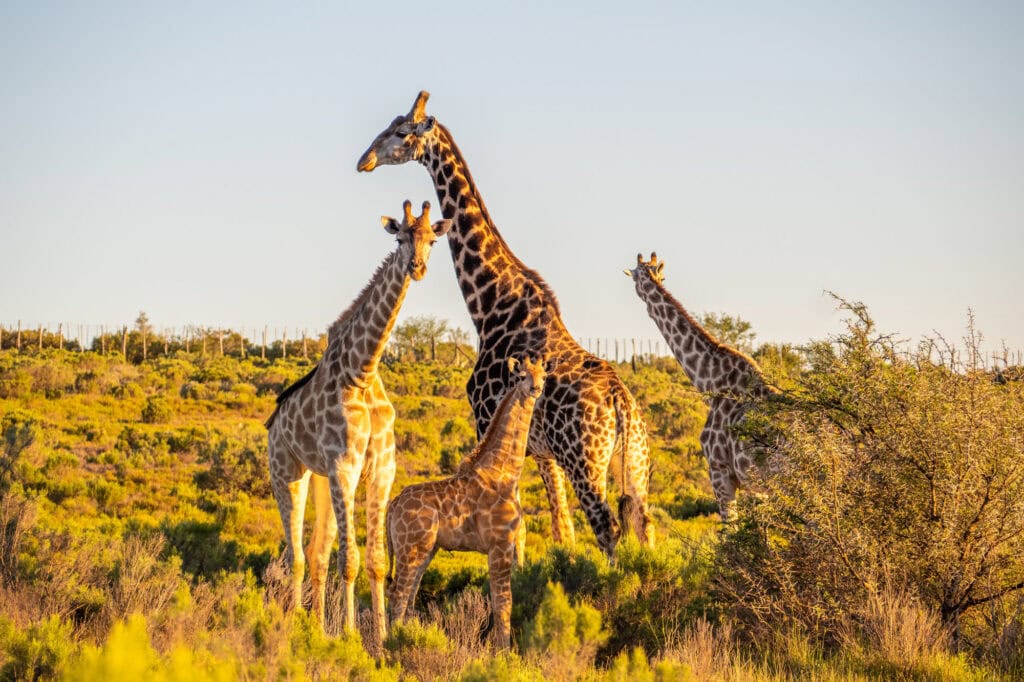 Swartberg Private Game Reserve in Zuid-Afrika