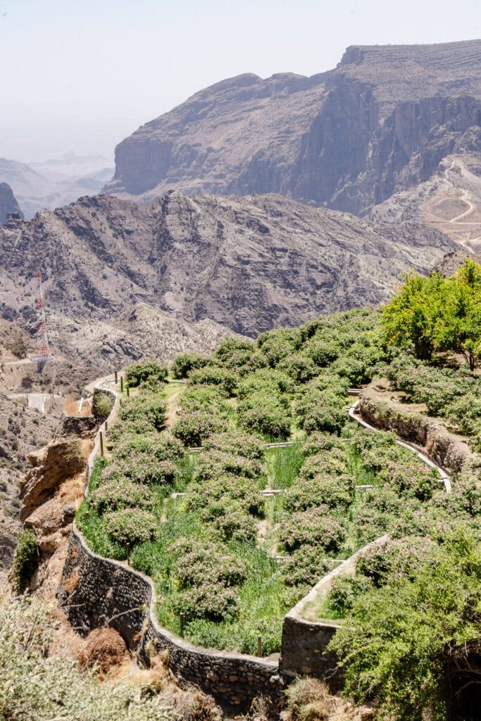 Rozenpluk Oman