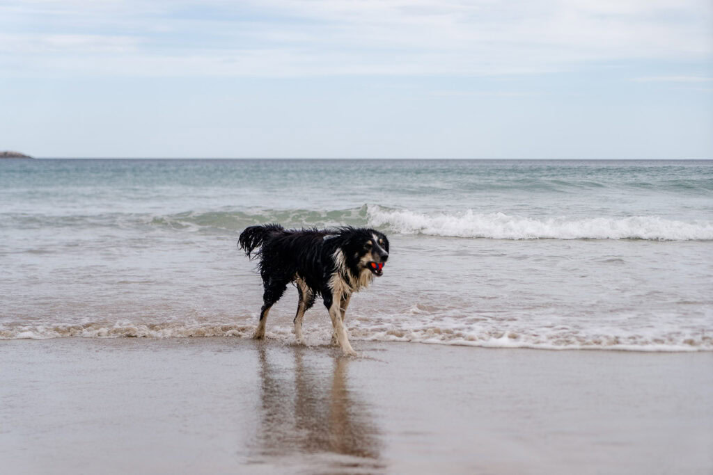 Hond op het strand in Schotland
