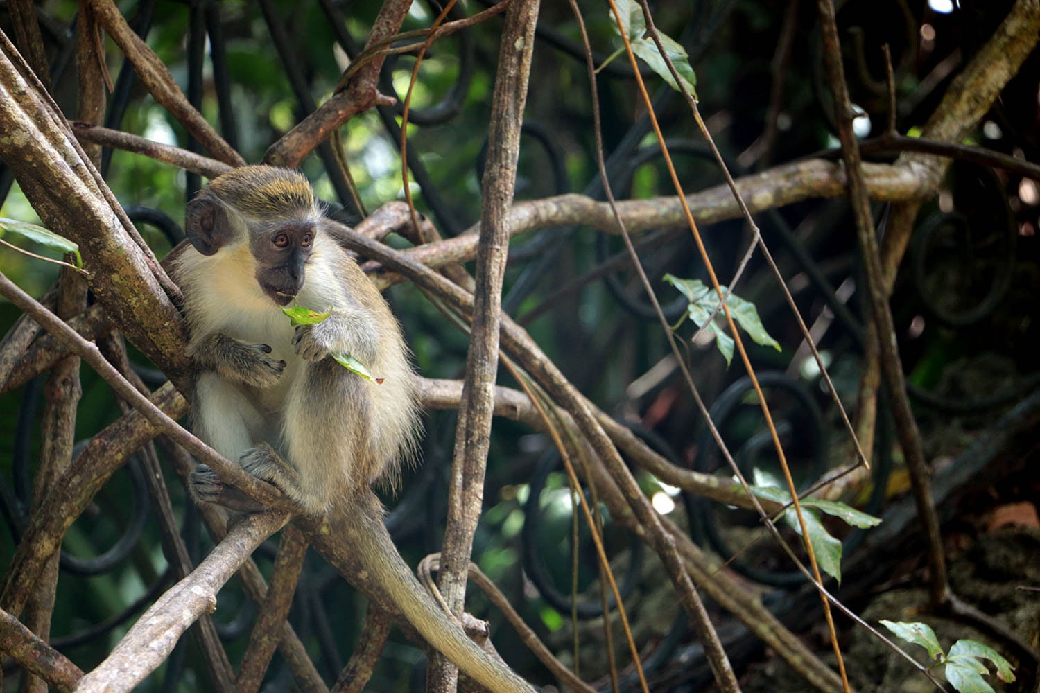WildlifeReserve_Barbados
