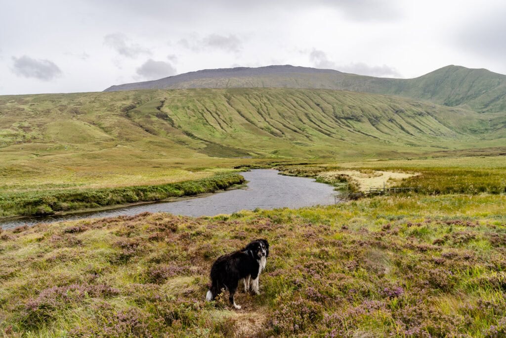 Hond mee naar Schotland