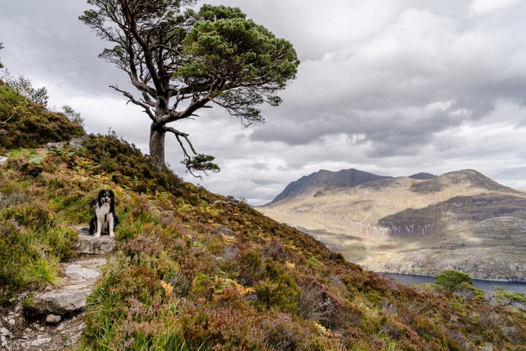 Hond mee naar Schotland