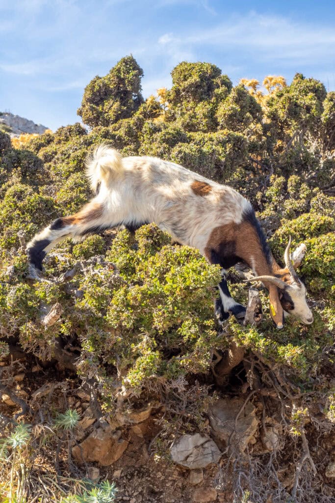 Doen op Kos - Palio Pyli Castle