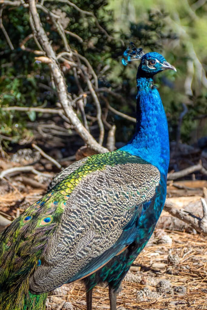 Doen op Kos - Plaka Forest pauwen