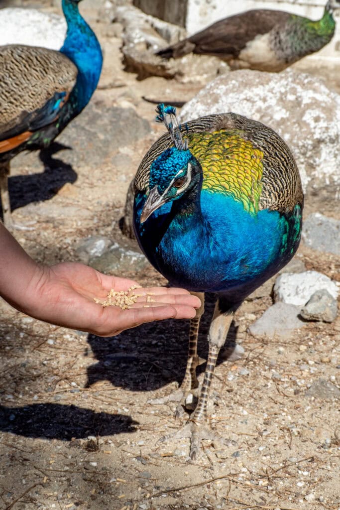 Doen op Kos - Plaka Forest pauwen