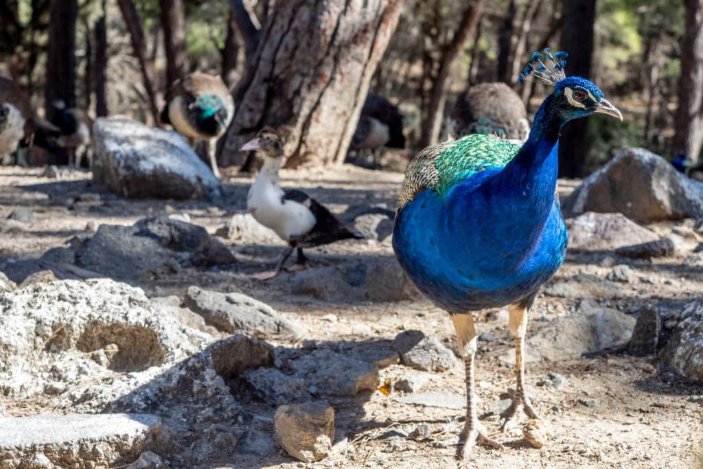 Doen op Kos - Plaka Forest pauwen